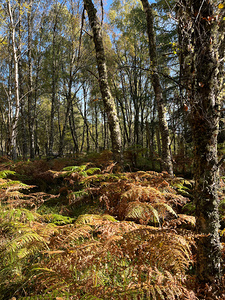 Autumnal Birch Forest in the Scottish Highlands
